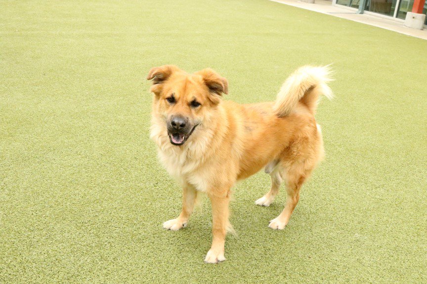Y'all, this adorable fluffer has been at the Regional Animal Adoption Center here at PD since DECEMBER. How has nobody snatched him up yet? Brodie is around 7 years old, a Bernese Mountain Dog mix, and particularly skillful in the game of fetch.