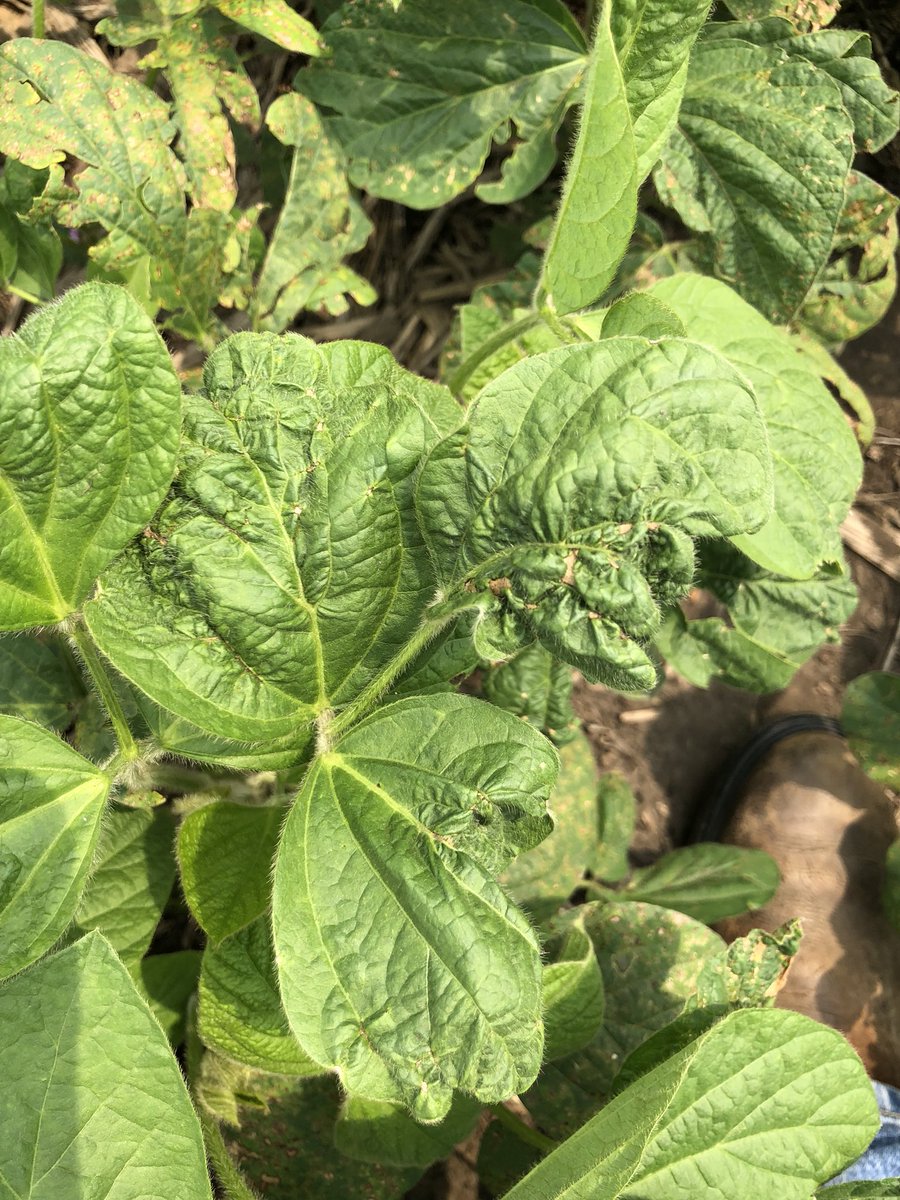 Dicamba damage!!  Wait, these are Xtend soybeans. WHAT, other chemistry (group 15) can cause cupping also?  Naw, it has to be dicamba’s fault! (Sarcasm)
