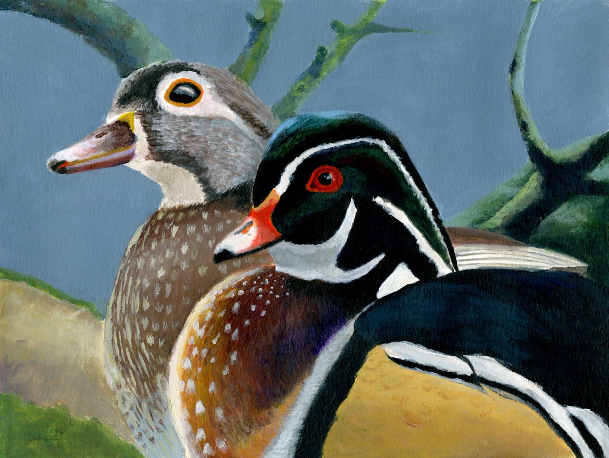 Yiyang Chen, age 15 - Honorable Mention
'At Rest' features a wood duck pair in acrylic paints.

Learn more about the Junior Duck Stamp Program &amp; Curriculum:
bit.ly/2tfe91Z