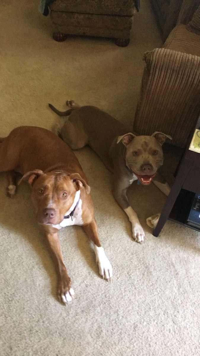 Athena & Major, the best of friends💜💙 #pittylove #flopdontcrop