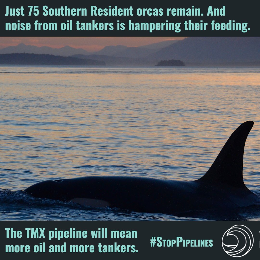 GreenpeaceCA's tweet image. A 7x increase in tanker traffic will interfere with Southern Resident Orcas' feeding — and could push this already endangered population to extinction. Tell @JustinTrudeau not to buy this destructive pipeline and tanker project &amp;gt;&amp;gt; act.gp/2KwJl6s #StopPipelines #StopKM