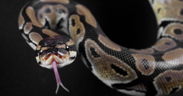 10 common security gotchas in #Python and how to avoid them - #Software #Code ow.ly/gR0d30kFvUu