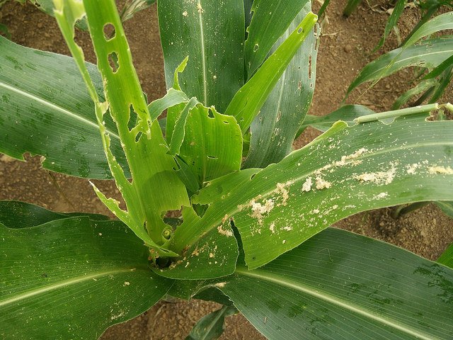#Fallarmyworm has slashed harvests in #Cameroon and that has consequences not only for #maize #farmers but also for #breweries and the #poultry and #pork industries reut.rs/2Mwdy30

#FAW #Cameroon #Africa <a href="/FAO/">Food and Agriculture Organization</a> <a href="/Reuters/">Reuters</a>