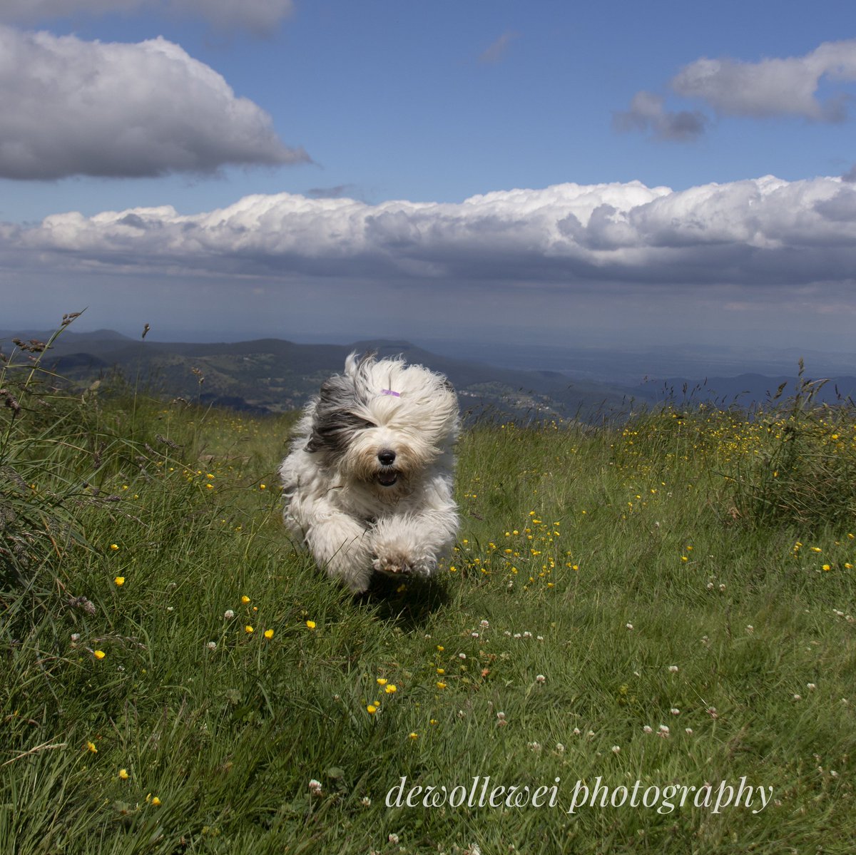 dewollewei's tweet image. yeah weekend!
#happyweekend
#oldenglishsheepdog 
#runningdogs 
#Alsace
