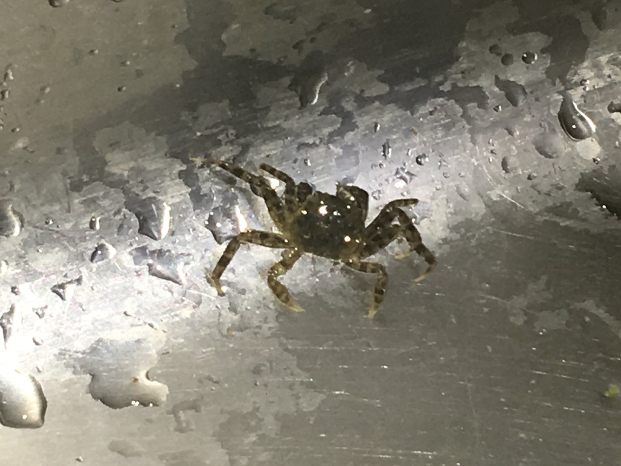 マイカタ いきものの写真 排水溝の掃除しようと思ったら出てきたんだけどこれなに カニ クモ どうすればいい T Co Febsjxwi Twitter