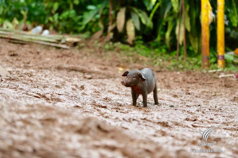 ThaiPBS's tweet photo. 08.22 น. ภาพของหมูป่า ที่วนอุทยานถ้ำหลวง-ขุนน้ำนางนอน 
Photo by @dilok36650661 ทีมข่าว  #ThaiPBS #ถ้ำหลวง #13ชีวิตต้องรอด https://t.co/dx6WEXvXs9