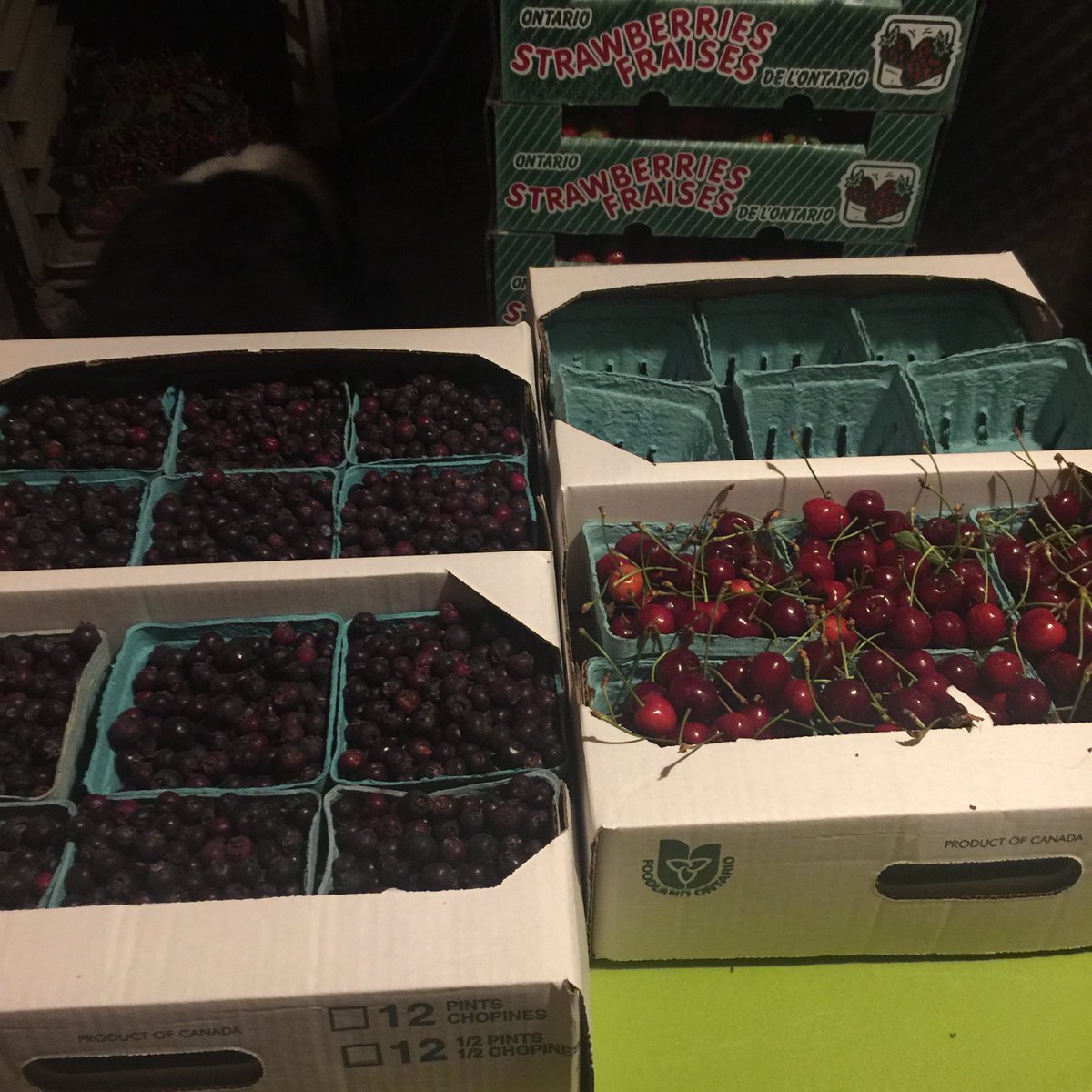 Sorting and packing #organic #saskatoon berries #sweet cherries tomorrow <a href="/BrickWorksMkt/">BrickWorksMarket </a> <a href="/WithrowMarket/">Withrow Market</a>
