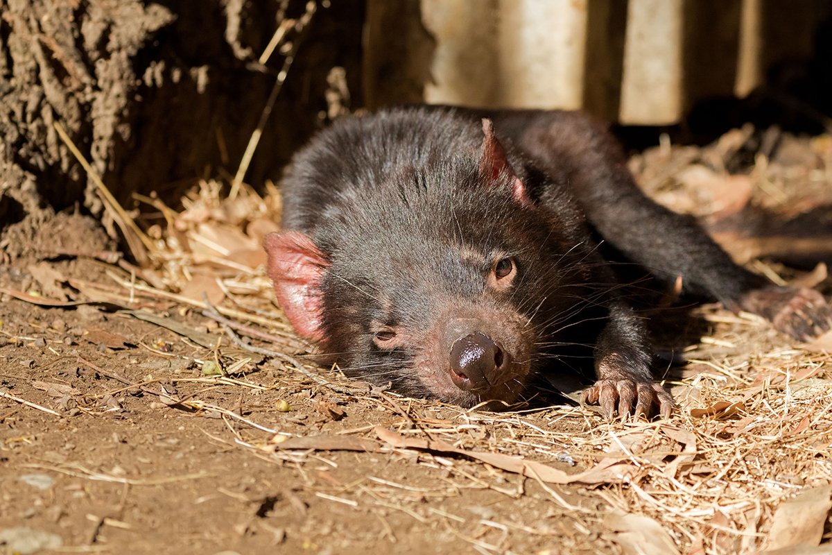 Morris_Animal's tweet photo. “Since its discovery in 1996, DFTD has decimated 95% of the devil population,” said Dr. Whitworth. “It is estimated that within 20 to 30 years, the devil will be extinct in the wild.” @UQ_News #tasmaniandevil #endangeredspecies #MAFstudy #animalcancer https://t.co/xF3KyBwX5J https://t.co/bBi25KlWPb