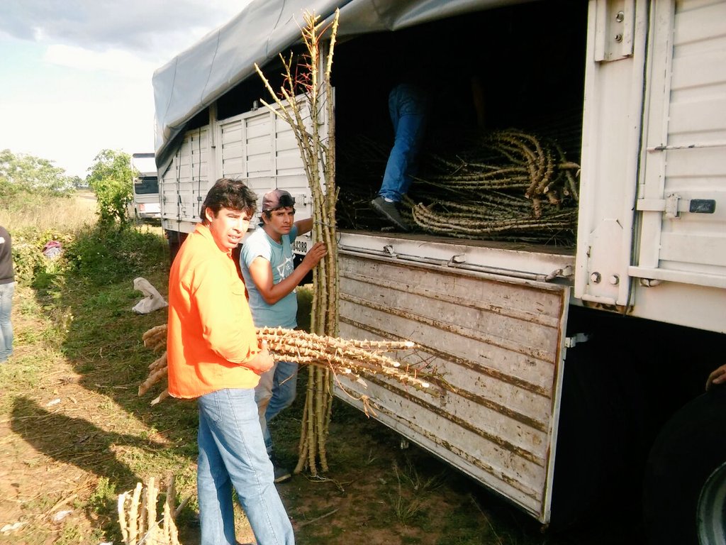 AF_INTA_CTES's tweet photo. La #mandioca posee un enorme potencial como cultivo alimentario, indutrial y forrajero. Un grupo de #AF de Cnia S Antonio realizó una importante embarque de ramas para un productor de Embarcación, Salta. @Prohuerta @intaargentina #PReTHN https://t.co/TYo5XtES57
