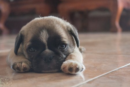 HanoverFloors's tweet image. Current Mood. 🐶 #FridayFeeling