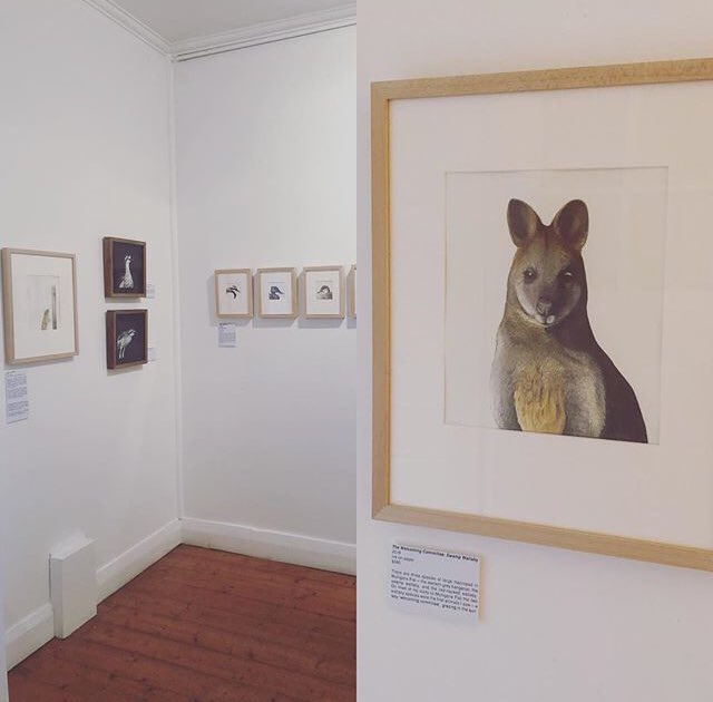 This Absolutely stunning exhibition by Emily Birks opens today at 4pm... please join us to celebrate a Year at <a href="/MulligansFlat/">Mulligans Flat</a> ... All Welcome ... Free Entry! #art #wildlife #mulligansflat #strathnairngallery #canberra #artopening #whatson
