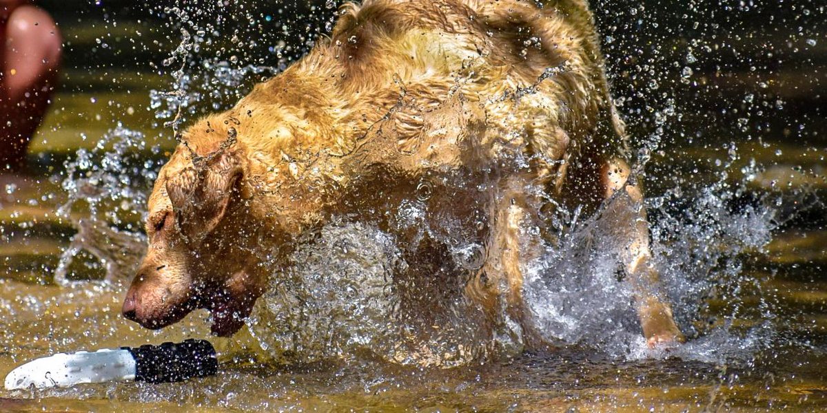 #ThatDogWill ... never give up. What's your favorite memory of your dog?
(📷: Deanna Lucas)