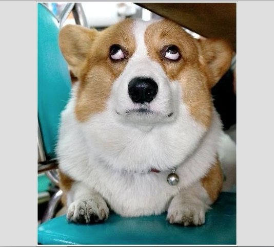 'Yeah, right!'

#CorgiDog #FunnyCorgi #TheEyesHaveIt #AdorablePup #FridayFeeling
#DogsOfTwitter #DogLovers #CorgiLovers