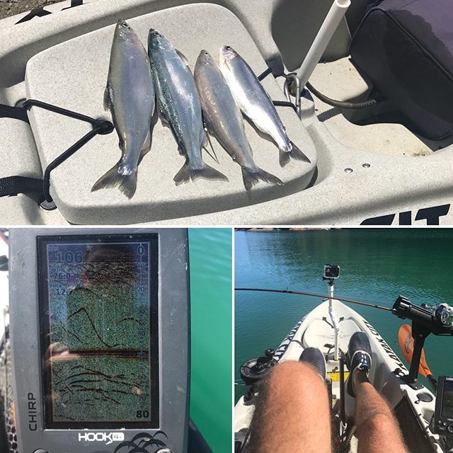 AnglingWes's tweet photo. Hit Bullards Bar this morning to see what Kokanee fishing was all about.  Had a Blast. Hooked 20 or so, and landed some of them.  Trolled a Paulina Peak Dodger and micro hoochie 40-70’ feet deep.  Like always, the Hobie Outback made it seem pretty easy. … https://t.co/RNcXJvW3KD https://t.co/fQsumRqqEL