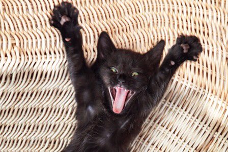 ThePhilosopurr's tweet image. #ExcuseForBeingLateIn4Words

My cat needed me..