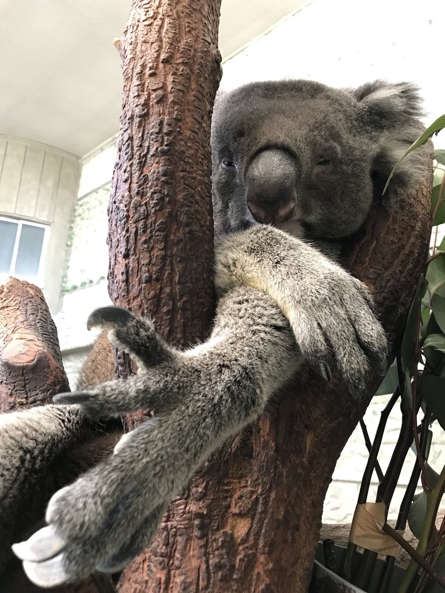 イングランドの丘 動物スタッフ 公式 コアラの前肢はヒトとは違って指が2対3に分かれてるって知ってました コアラとじゃんけんをする機会があれば きっとチョキが出せないのでパーを出し続ければ勝てそうです コアラ じゃんけん