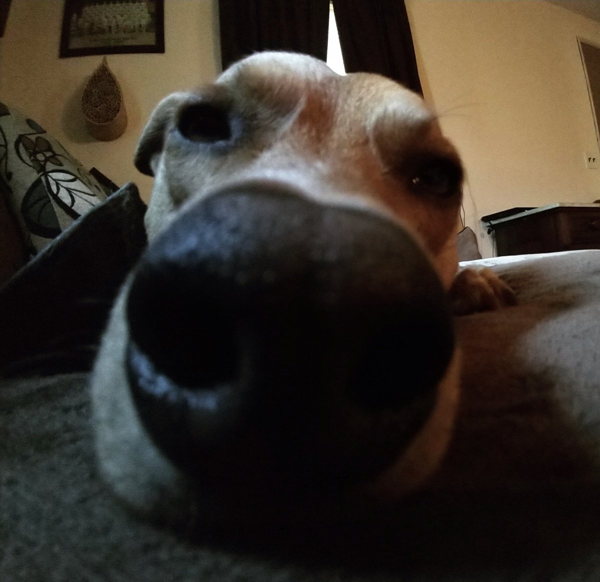 Les_Gingerables's tweet photo. The pupper and a wide-angle lens. #doggo #rarepupper https://t.co/UUNa3QpIWD
