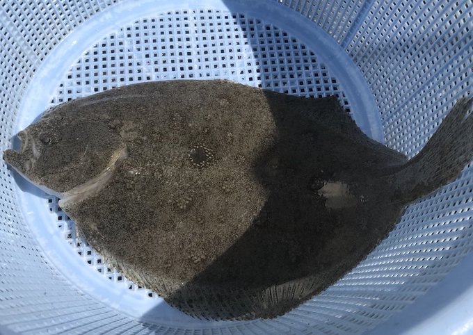 ガンゾウビラメの特徴 見分け方 写真から探せる魚図鑑