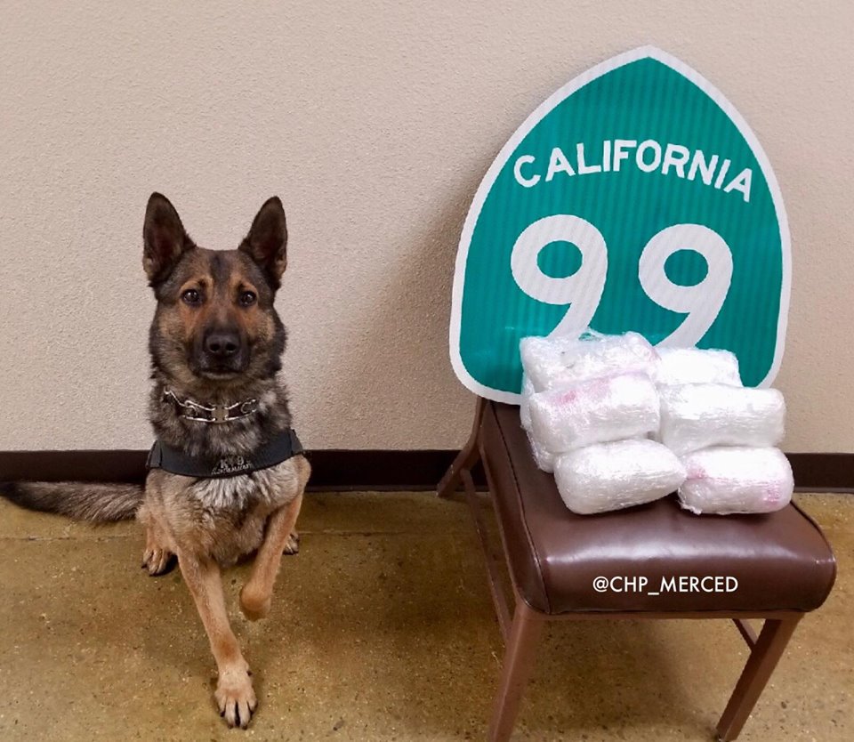 KMPHFOX26's tweet photo. #MethBust The CHP says during a traffic stop on the 99, K9 Officer "Beny" was able to alert officers to 10 pounds of meth inside of a car. Good boy, Beny! https://t.co/4IK8emkc6q https://t.co/F637BonIzY