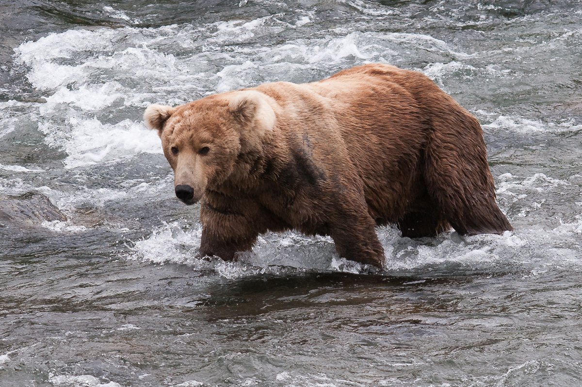 KatmaiNPS's tweet photo. This day just keeps getting better. Who showed up at the Falls this afternoon? None other than the beloved 480! That's right "Otis," the oldest known male bear, at 22, has made his return for the season.
Learn more about 480 in the 2018 Bear Book!
https://t.co/wqHvpzh6fa https://t.co/Uvyn4gcS7r
