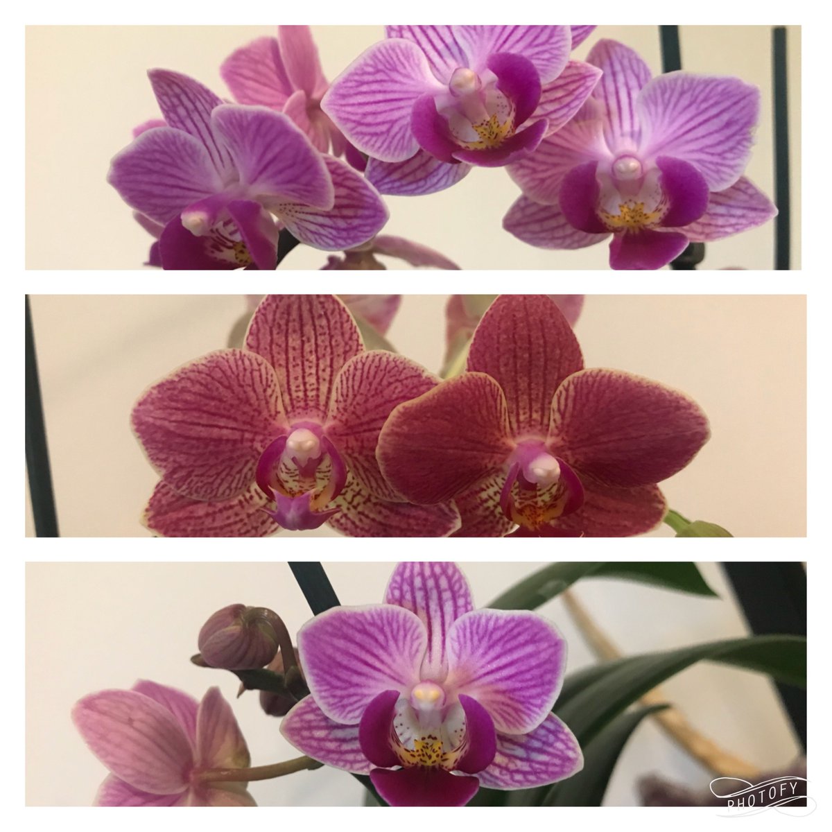 Phal Friday??? #LoveOrchids #MiniPhals