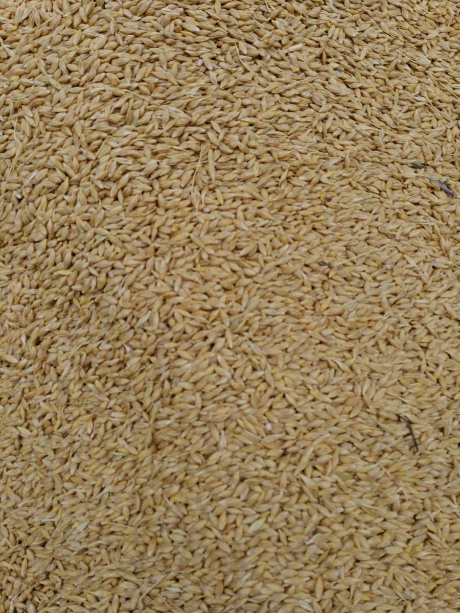 Eleveneen years ago we put Barley in the ground covered it with plastic and soil, today we have sucked it out with #agrivac and #oldjohnny 4010, grain looks good as the day it went in.