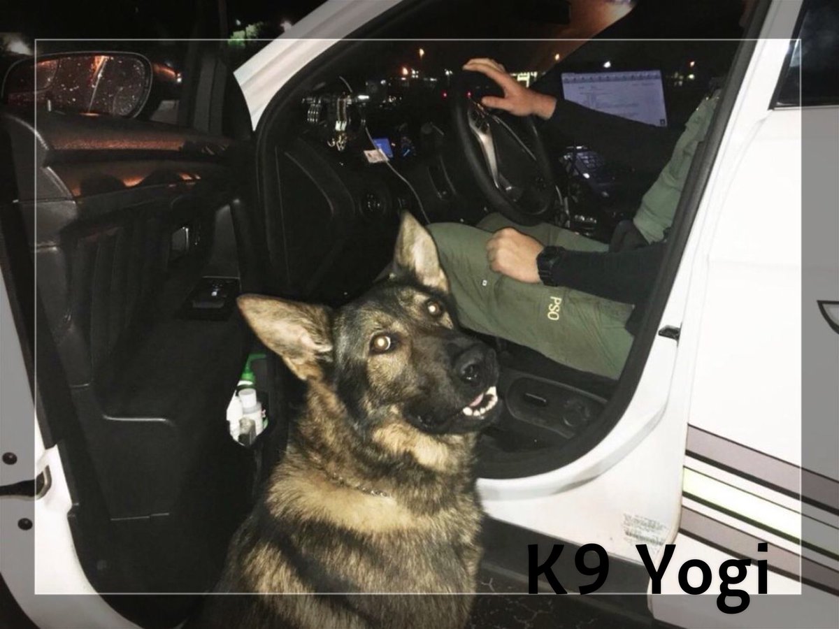 OnPatrolNation's tweet image. Looks like K9 Yogi wanted to join in on the @K9sOfLivePD tonight. Here at @LivePDNation we love our k9s. #BluePawsMatter #LivePD #LivePDNation #LivePDWatchParty