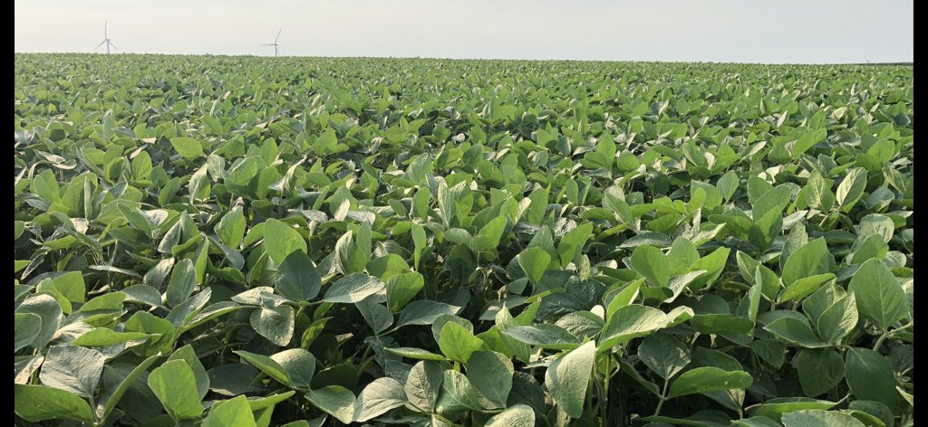 farmerfouch's tweet photo. @ChannelSeed #FieldCheckUpFriday 2218X looking amazing in Jefferson, IA today flowering like crazy not a weed in sight #xtendbeans https://t.co/93EIjZBZWf