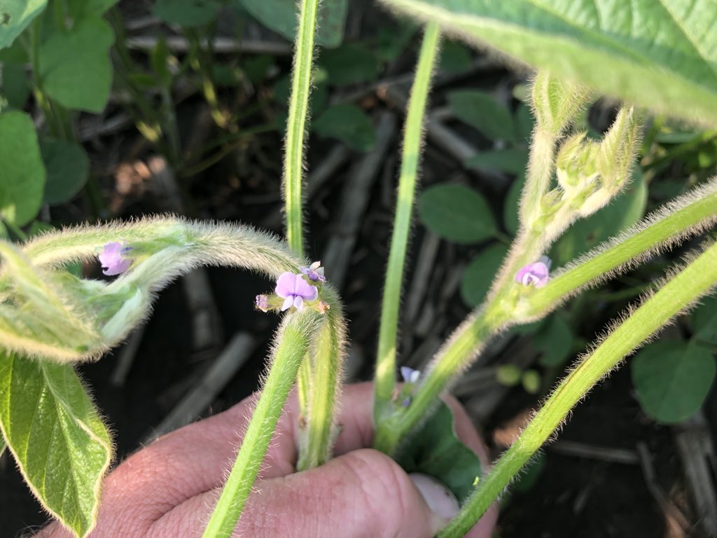 farmerfouch's tweet photo. @ChannelSeed #FieldCheckUpFriday 2218X looking amazing in Jefferson, IA today flowering like crazy not a weed in sight #xtendbeans https://t.co/93EIjZBZWf