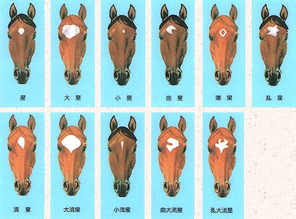 ぽんた 壁打ち気味 No Twitter 馬の顔の白斑の種類 ジャパンスタッドブックさんより