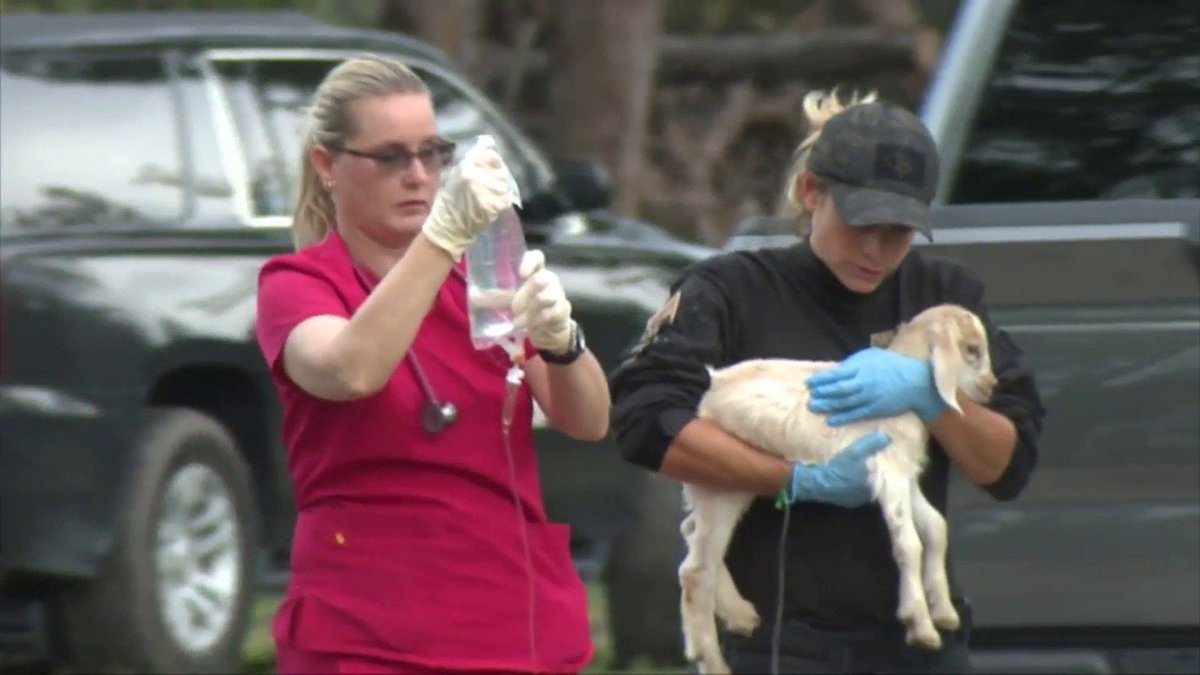 The activists from The Animal Recovery Mission find animals suffering at a farm in Sunrise bit.ly/2Mx4z1o?utm_so… https://t.co/lGUTQBLLc8