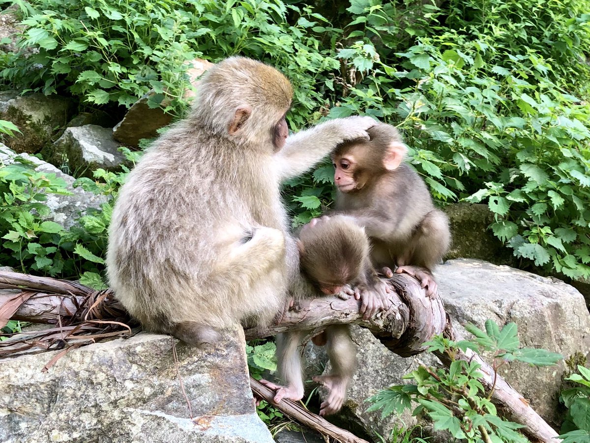 Forest Twitterren お風呂に入る猿で有名な地獄谷野猿公苑です 夏なのでお風呂に入る猿 の様子は見られなかったんですが 子猿達がとても可愛かったですネ