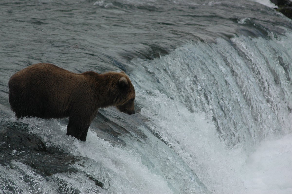 Have you watched the <a href="/KatmaiNPS/">Katmai National Park</a> bear cams yet? It's not easy to get to Brooks Camp in person, but you can enjoy the magic from anywhere! Check it here: explore.org/livecams #bearcam #katmaibears