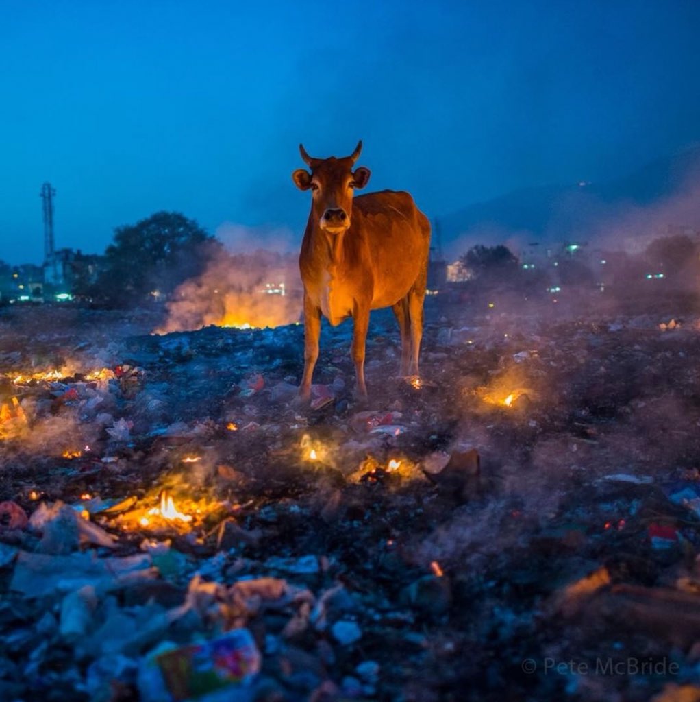 runcaralisarun's tweet image. Pic courtesy Nat Geo.
Location - Ganga 
Model - Gau Mata 
Celebrating - Swach Bharat