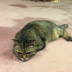 ツイートに含まれる画像