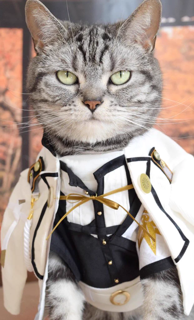 猫もコスプレしたらかなり印象変わるっていうかむしろかっこいいんだけどｗｗ