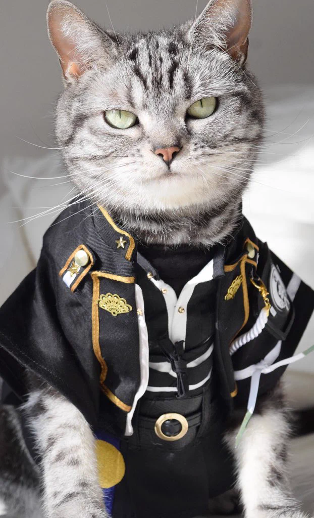 猫もコスプレしたらかなり印象変わるっていうかむしろかっこいいんだけどｗｗ