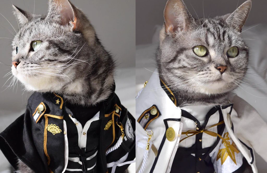 猫もコスプレしたらかなり印象変わるっていうかむしろかっこいいんだけどｗｗ