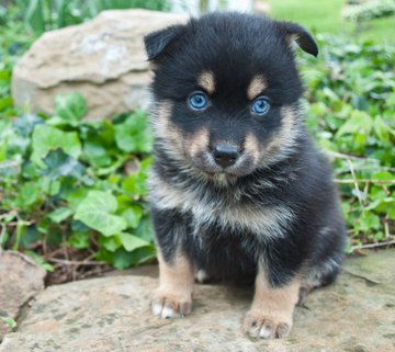 ポンスキーがかわいそう 失敗と言われる理由は ヤバい交配方法から販売までを調査 ワンコと一緒にハッピーライフ