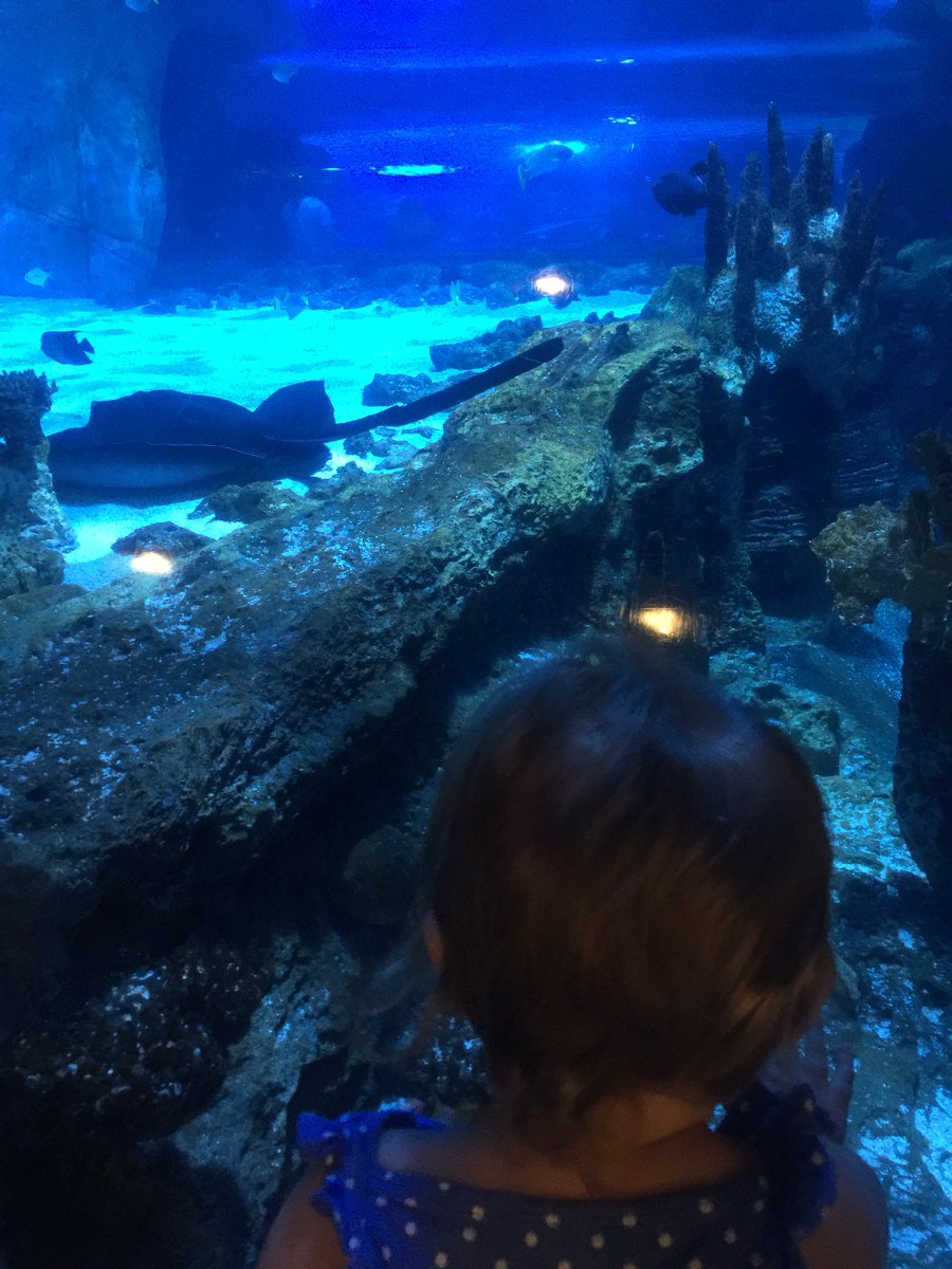 livcuriously's tweet photo. When it is a million degrees outside we hit the aquarium! @NewportAquarium #itstohot #fishfordays #airconditioned #newportky #aquariumday https://t.co/4BEpAheycN