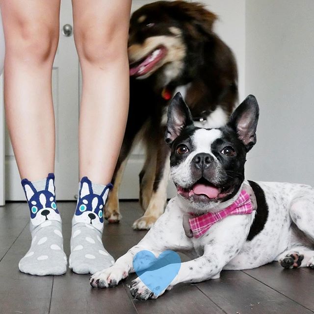 Mom's best friend bought her socks with my face on them! We're basically adorable triplets 💁🏻💁🏻💁🏻 Featuring special guest appearance by @aussieboygizmo 💖
.
.
.
.
#badassbostons #bostonterriercult #bostonterriersofinstagram #bostonterriersforever #thebostonterrierlove #th…