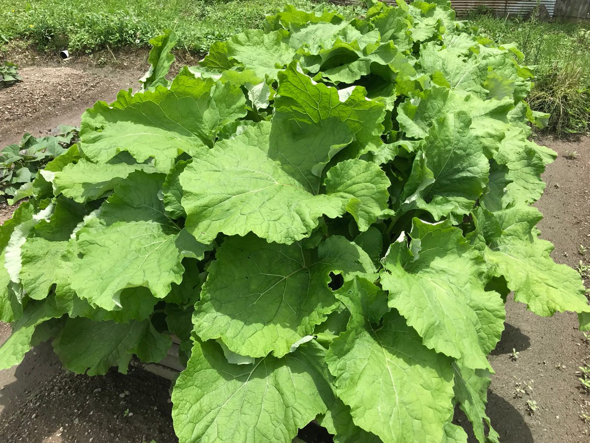 かめのこわたし この野菜はいったいなんでしょうか 正解は ゴボウ です めっちゃ葉っぱが大きいです このアルパカッソさんiphone7くらいのサイズなんですがこんな感じで乗っちゃいますw