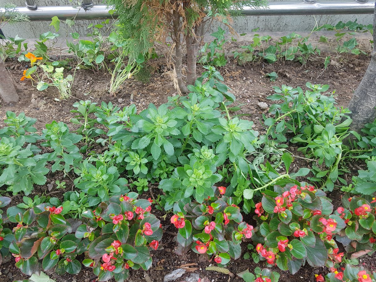 야탑3동(동장 최재옥)에서는 센터 앞 빈 공간에 아이비를 추가 식재했습니다. 무더운 여름인데 푸른 잎들을 보며 시원함을 느끼시길 바라봅니다. :) 

#성남시 #야탑3동