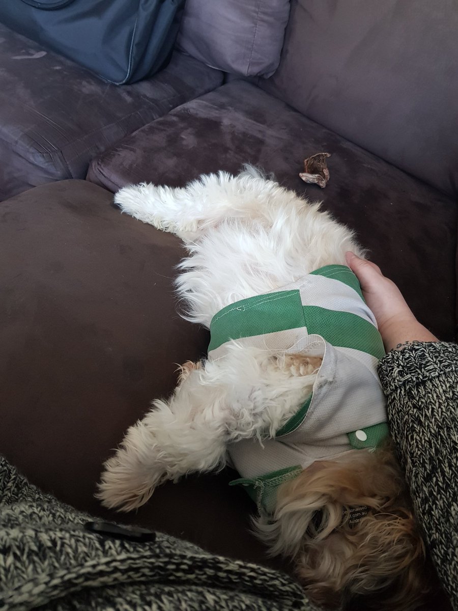Chrissy_Sym's tweet photo. I'm getting zero work done lol. Lucky I love this guy ๐ถ #hangswithhamish #mybuddy #dogsitting #best #lovehim #weefella #allthebellyrubs #weekendhangs https://t.co/IKXd88TNLQ