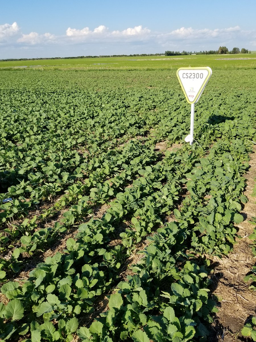 CANTERRAdon's tweet photo. Whispering Pine Farms     Sintaluta https://t.co/z0TwYMwAa0