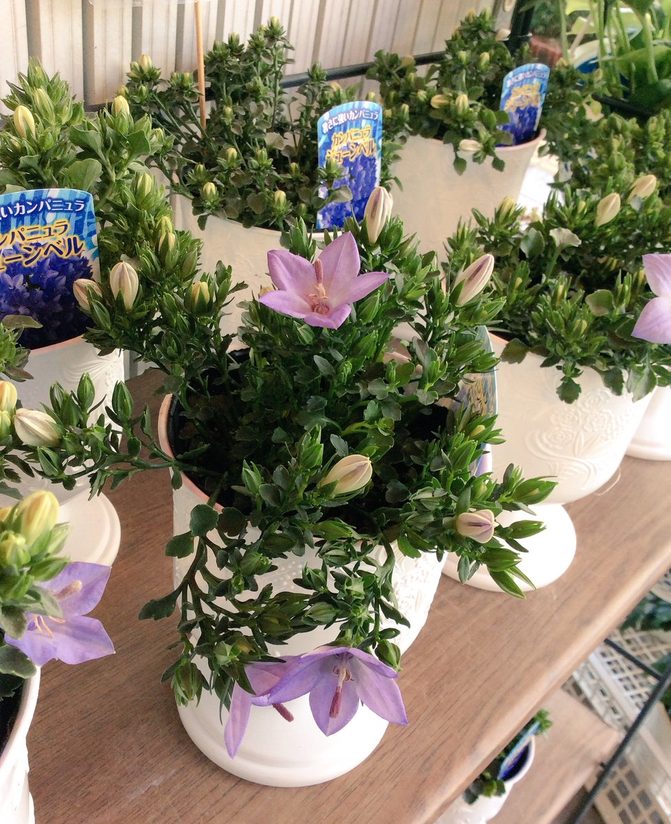 花尚 鶴見店 カラッと梅雨明けしましたね 本日 可愛いカンパニュラの花と 夕顔 朝顔の紅ちどりの鉢物が入荷いたしました 暑い時にこそグリーンや花を見て癒されたいもの ご来店お待ちしております 花屋 花尚 花