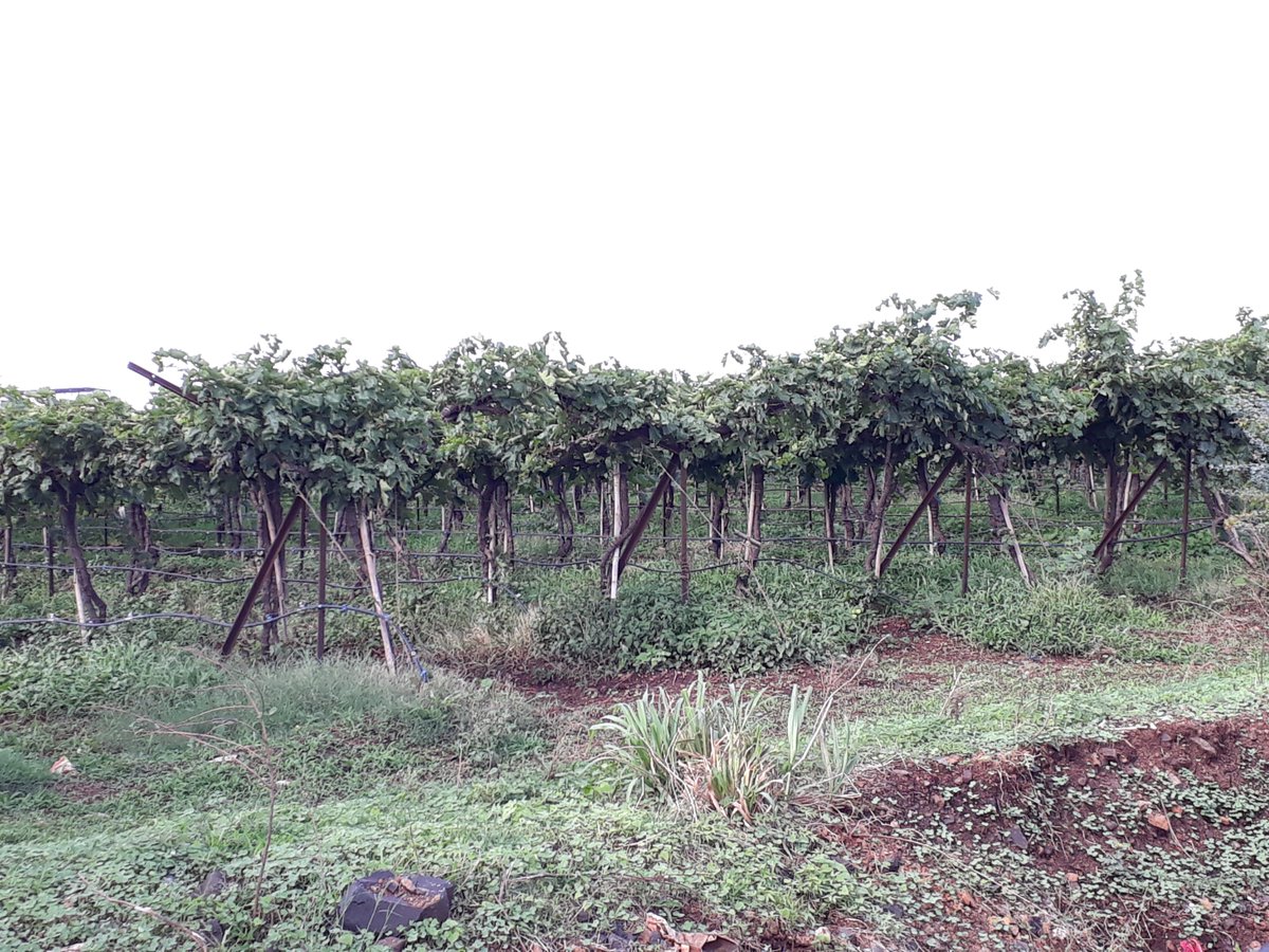 FoodProcessin14's tweet image. Industrial visit to our customers at Nashik to discuss potential business plans for 2019 - Grape Plantations.

#foodprocessingtechnology #happycustomers #visit #newplans  #grapeandraisins