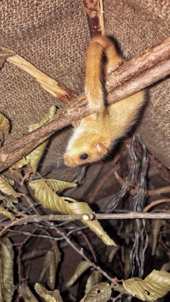 LiberateOrDie's tweet photo. @HambiBleibt We will keep them safe in the treehouses instead. Dickheads. https://t.co/zzuX3Dq59D