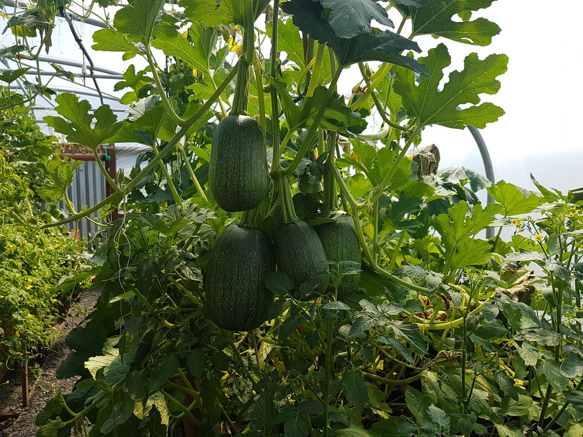 BodiesPendle's tweet photo. The Garden Project is in full bloom! Feel free to pop down and see what we're all about and check out all of the glorious, organic fruits and vegetables. https://t.co/asvP3EuAdn