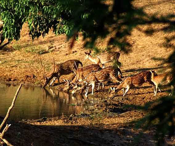 classytours's tweet image. Wilpaththu National Park
The largest of the National Parks in Sri Lanka. .Visit srilankaclassytours.com to book your next wild life holiday in Sri Lanka

#lankaclassytours #wilpaththu #lakes #garden #nationalparks #farms